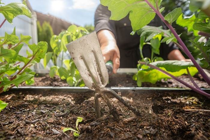 Что посадить осенью для богатого урожая весной