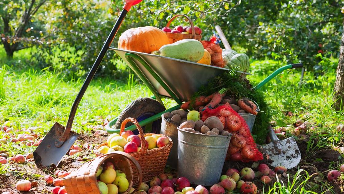 Что надо сделать в саду в сентябре