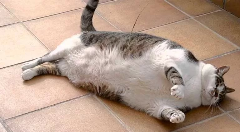 Пилюля для совести: спасут ли чипы от ожирения наших питомцев?