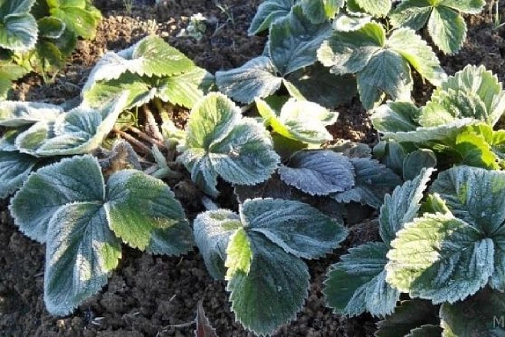 Холод наступает! Спасаем сад и огород от первых заморозков