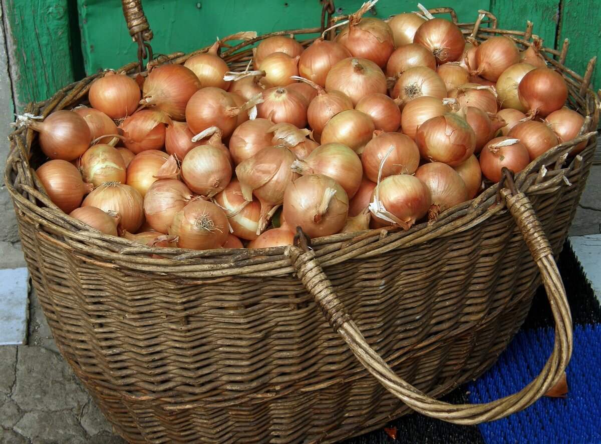 Собранный лук гниет — виновата одна из распространенных ошибок при сборе