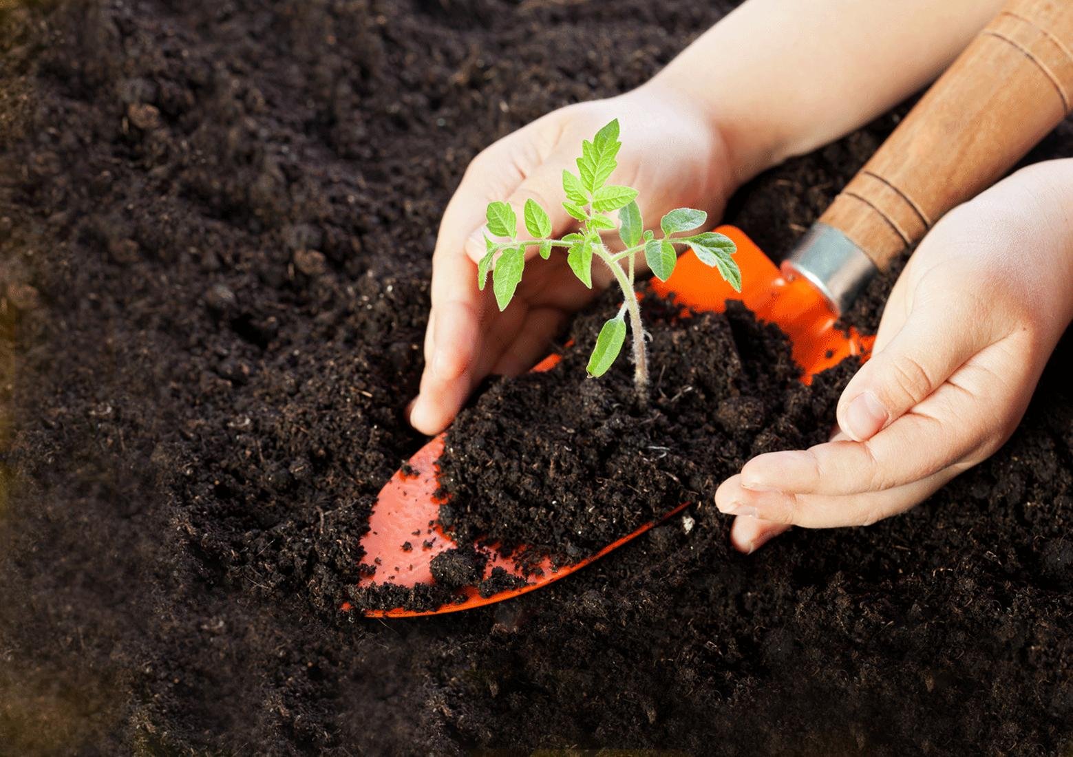 Покупной грунт убивает рассаду? Разбираем результаты недавнего исследования