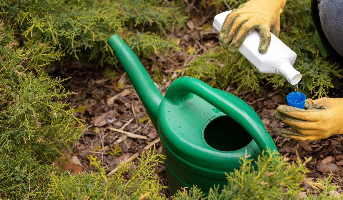 Что делать, если туя вянет? Скорая помощь для хвойного дерева