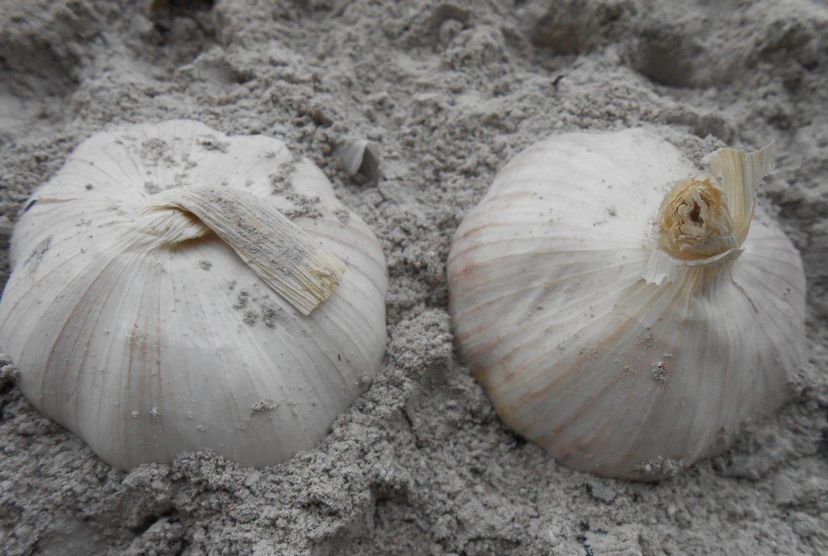 Чеснок вырастет крупным и здоровым — что положить в лунку перед посадкой