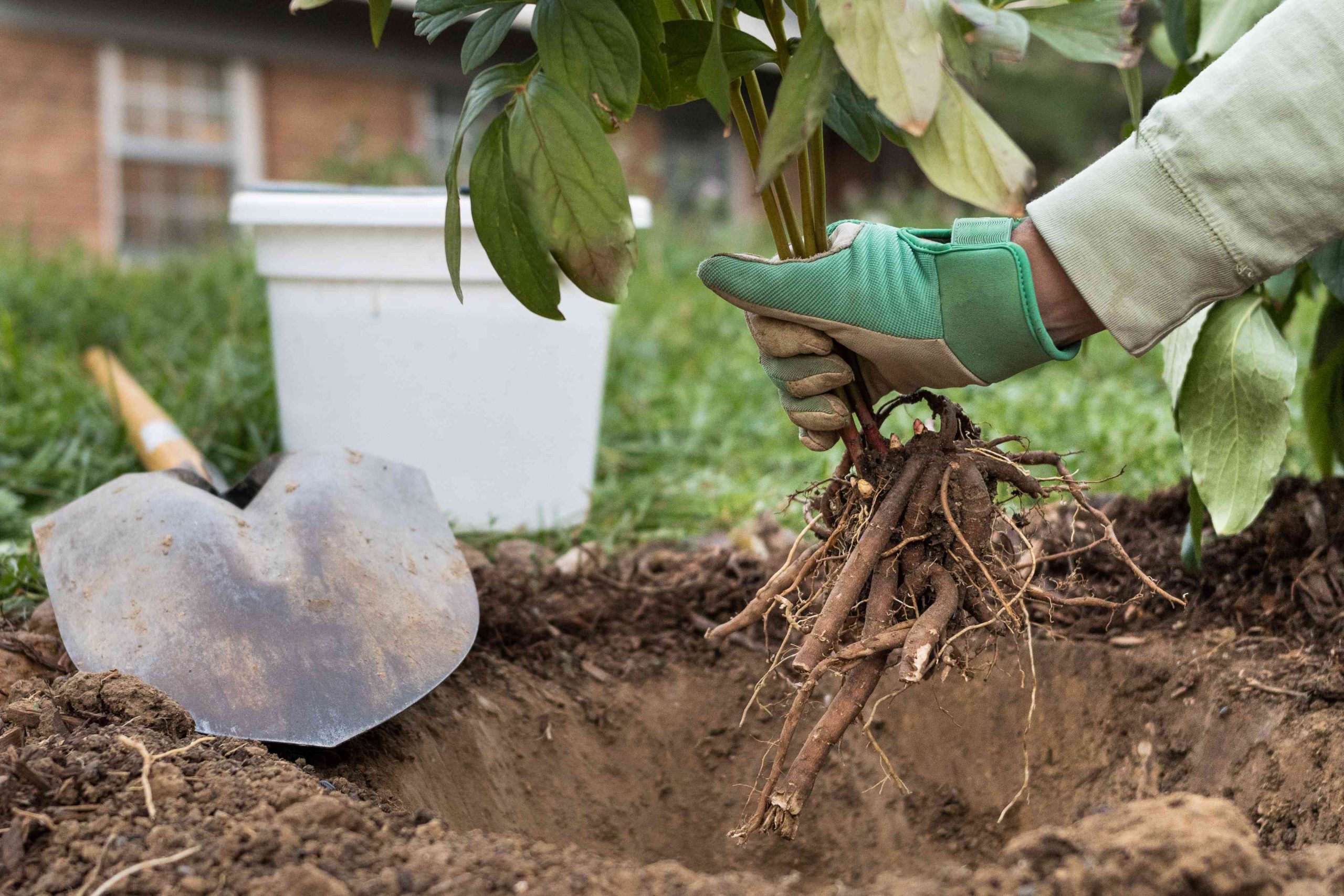 Надо ли пересаживать пионы?