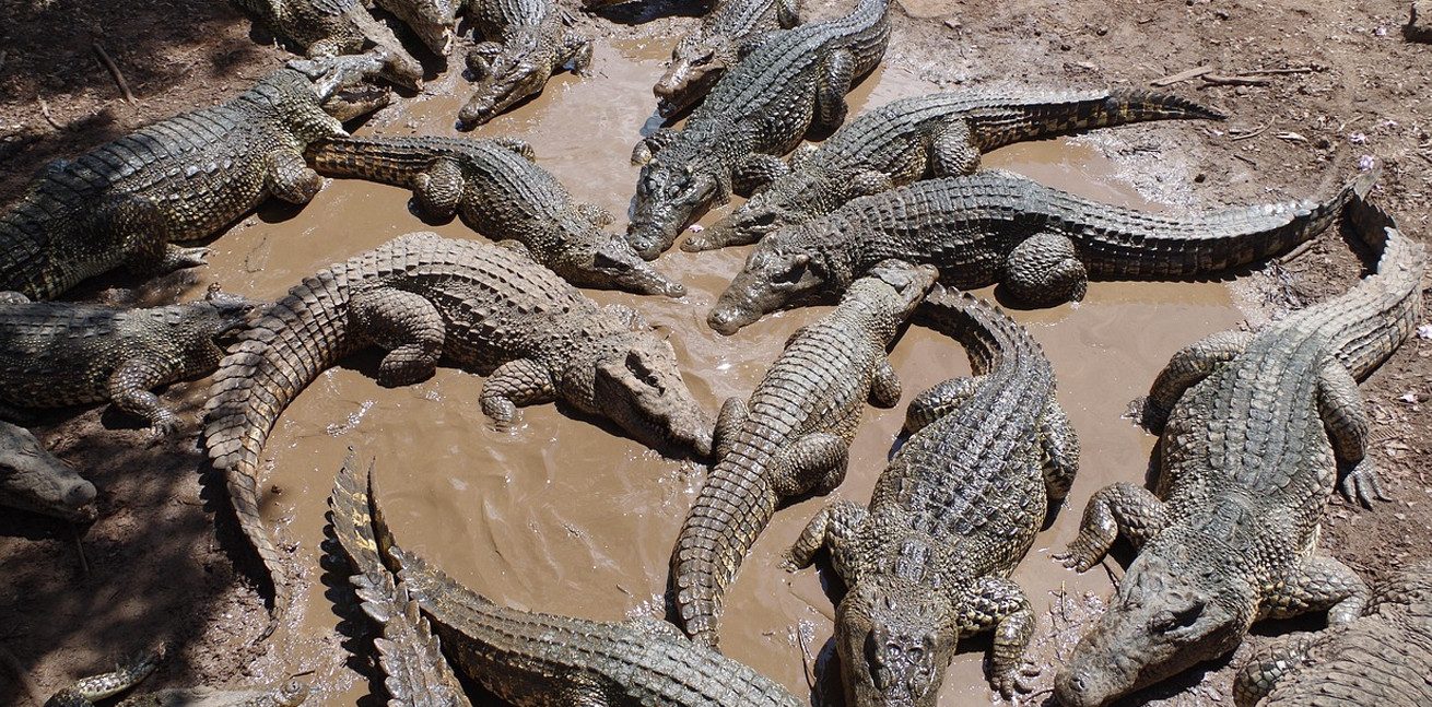 Крокодилы захватили улицы города в Австралии