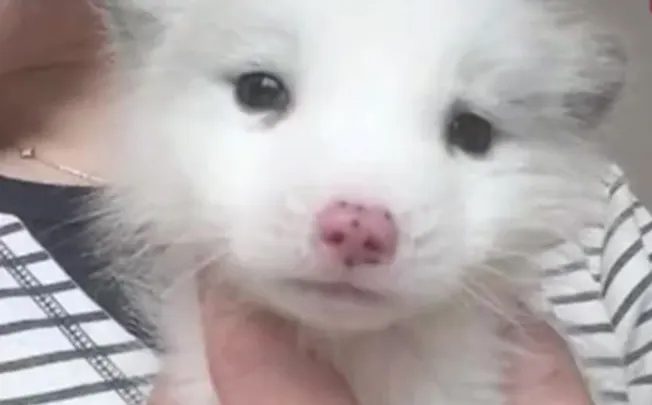 Жительница Китая покупала шпица, а вырос лесной хищник