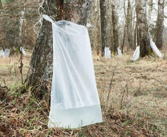 В Вилейском лесхозе рассказали, как бесплатно собрать берёзовый сок