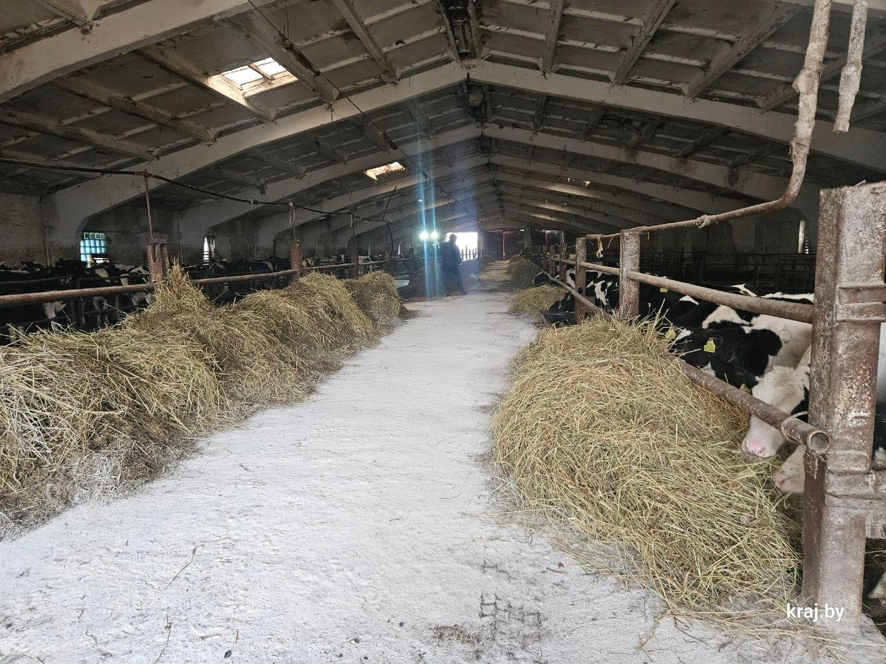 В Молодечненском районе областной субботник проходит на животноводческих фермах