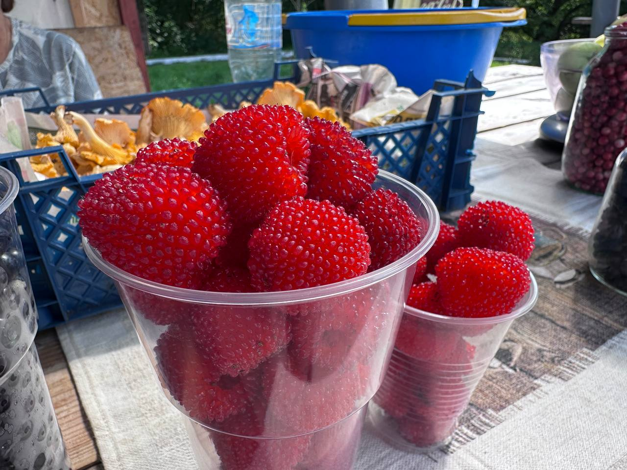Пробуем на Нарочи экзотическую тибетскую малину — цена и вкус