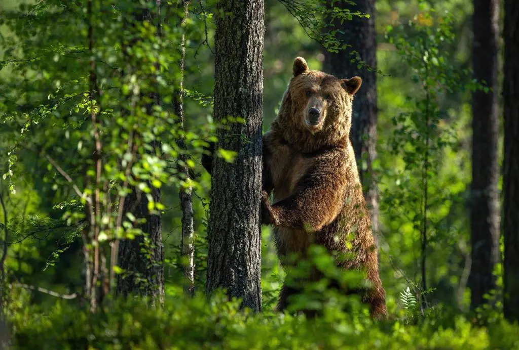 В Логойском районе видели медведя. Есть ли они в молодечненских лесах?