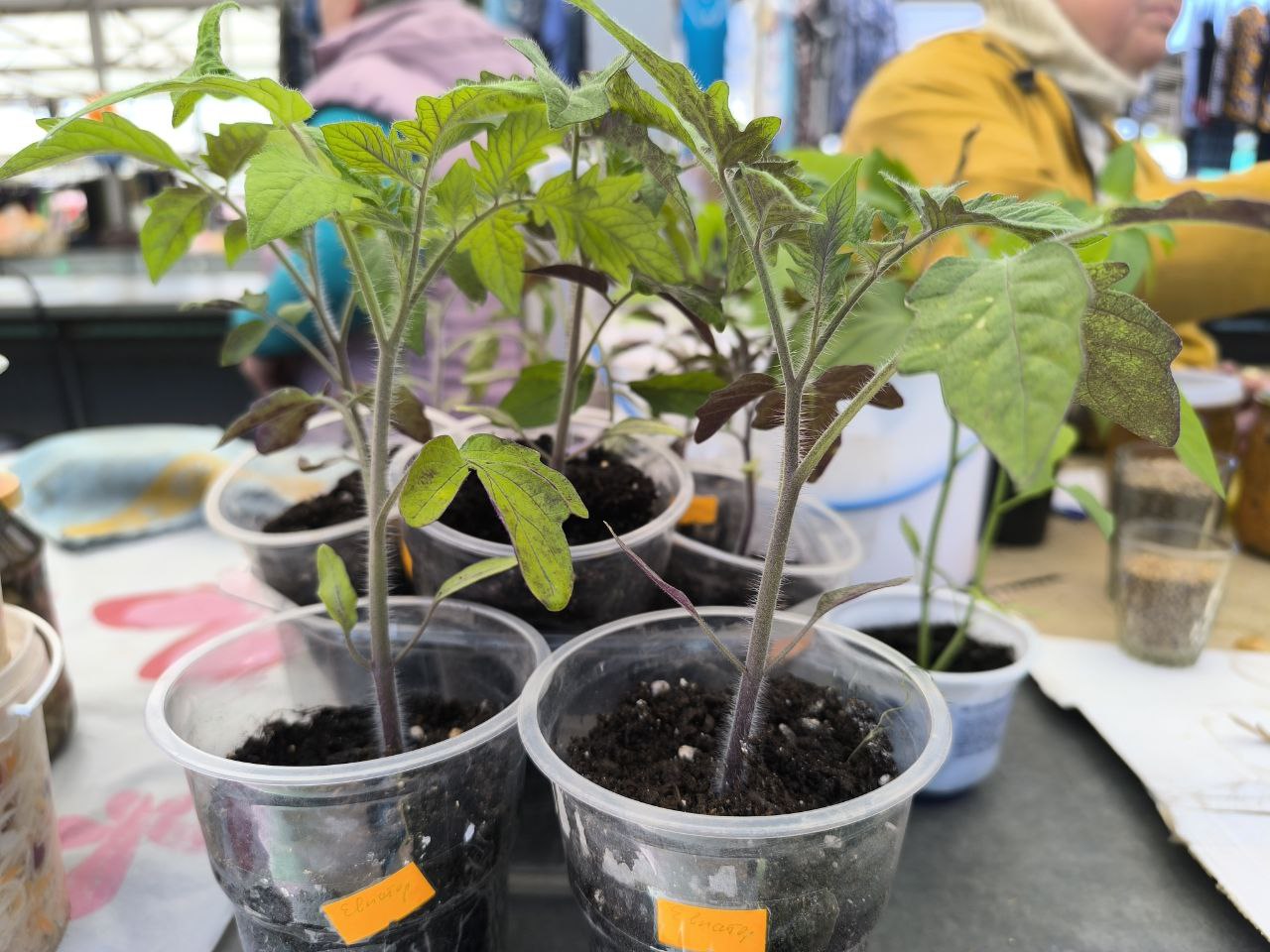 Посмотрели на рынке в Молодечно цену на рассаду и узнали, почему в сезон за мясом для шашлыка лучше приходить в 7 утра