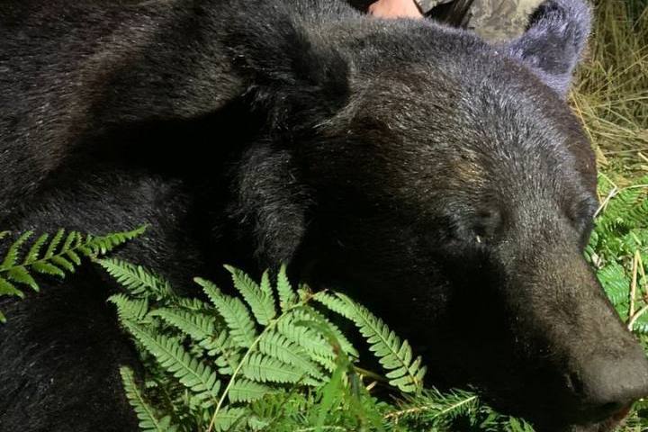 В Беларуси впервые за 45 лет застрелен бурый медведь. Рассказываем, кто стал обладателем редкого трофея