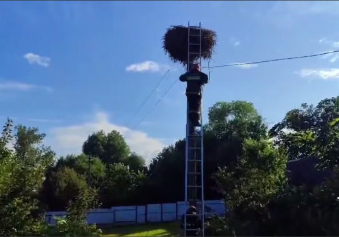 В Воложинском районе спасатели помогли аистёнку вернуться в гнездо