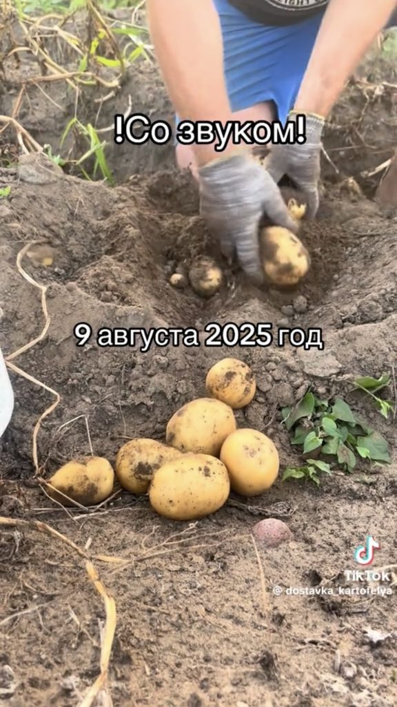бульба