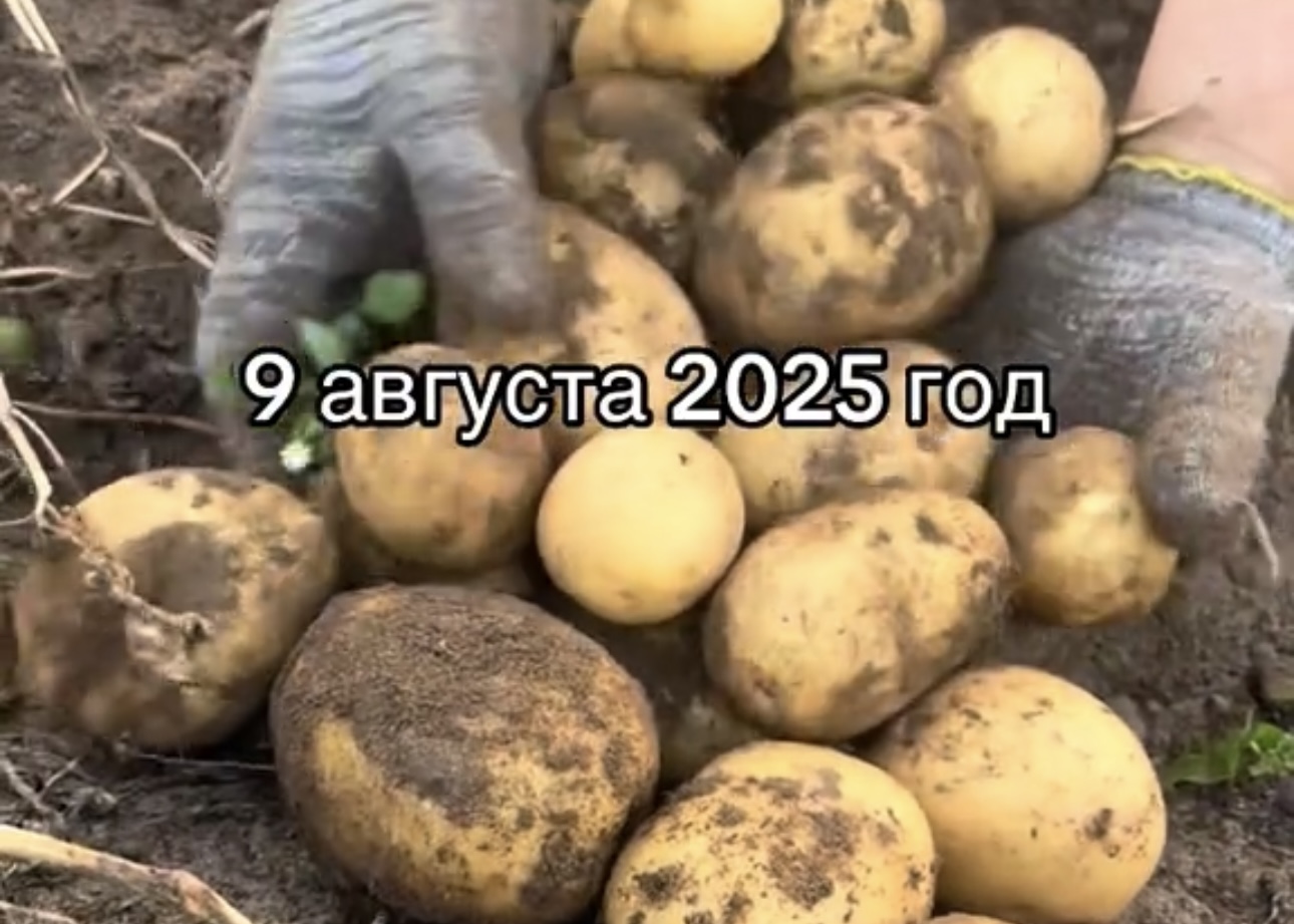 Без картошки не останемся! В сети пускают слюнки на урожайные сорта «Королева Анна» и «Коломбо»