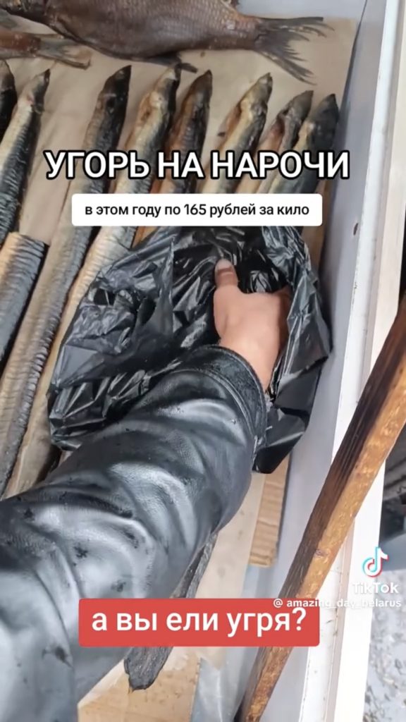 цена угря