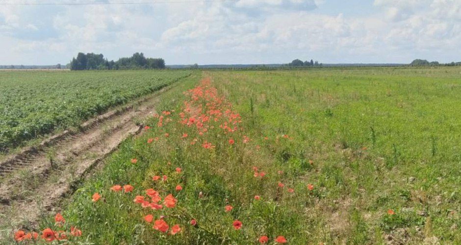 В Гродненской области уничтожено почти 120 килограмм дикорастущего мака