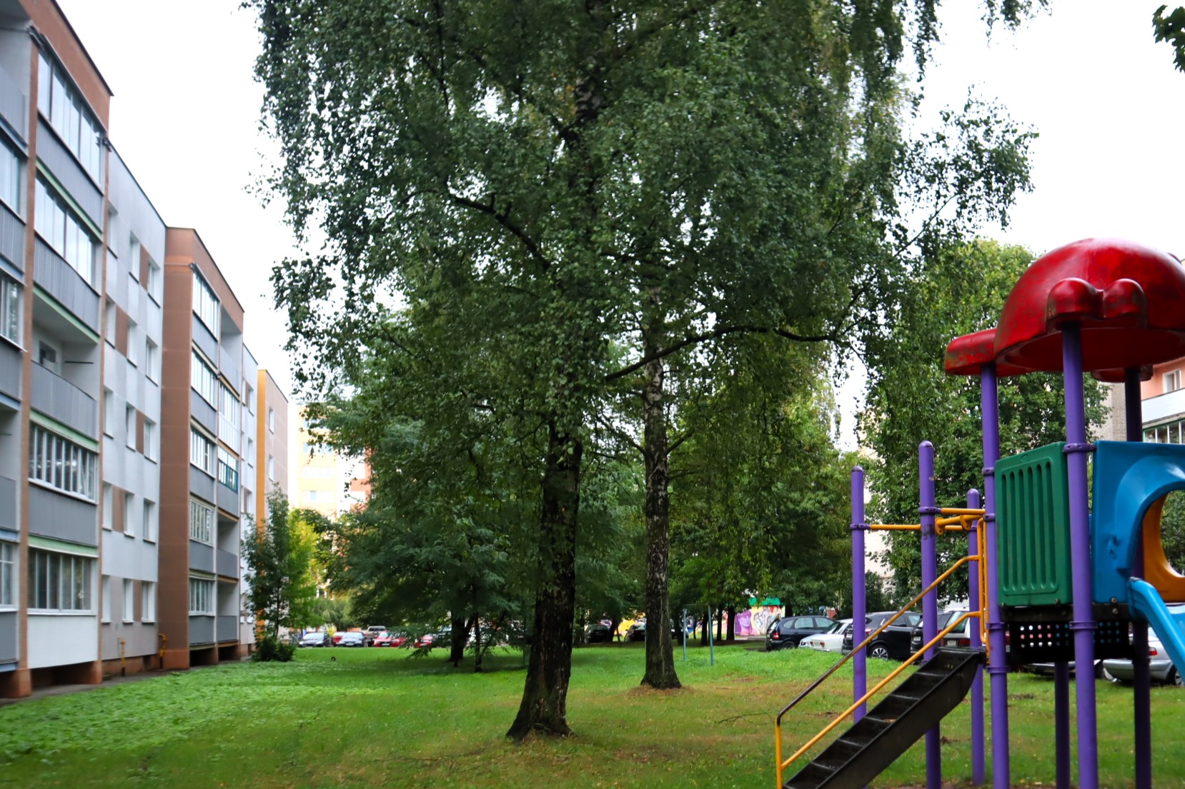 Красавицы-березы станут жертвами детской площадки в Молодечно?