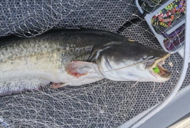 Вилейский рыбак поймал 30-килограммового сома