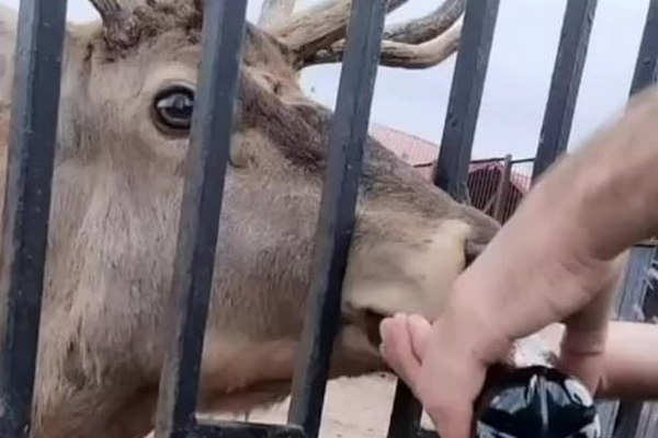 Мужчин, которые в Минском зоопарке поили газировкой оленя, наказали за хулиганство. Они обещали привезти пострадавшему деликатесы