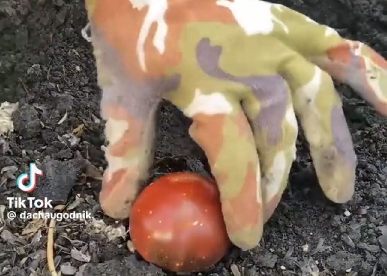 Забудьте о рассаде на подоконнике! Осенний способ посадки томатов покорил сеть