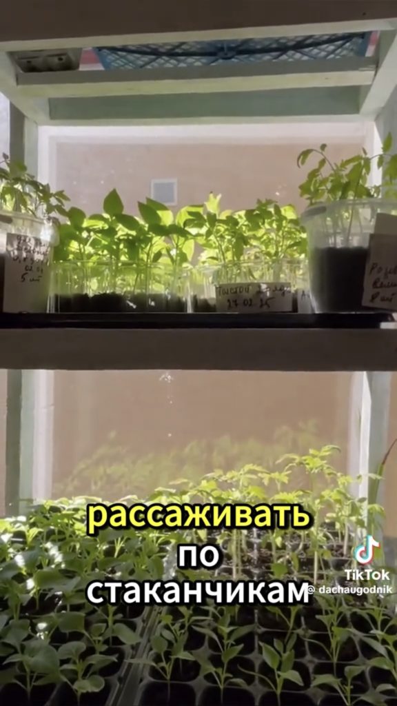 рассада