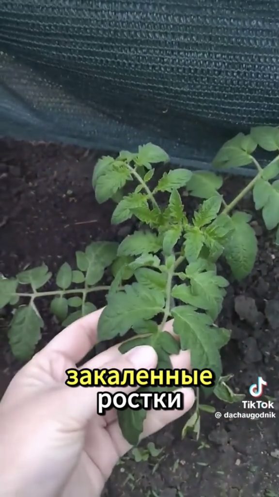 томаты
