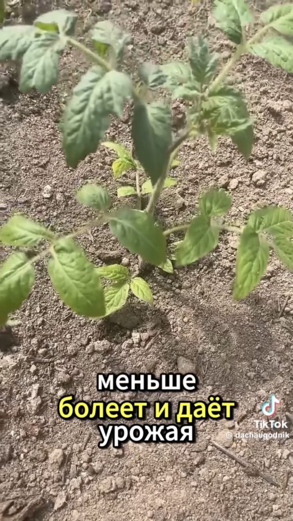 дача огород
