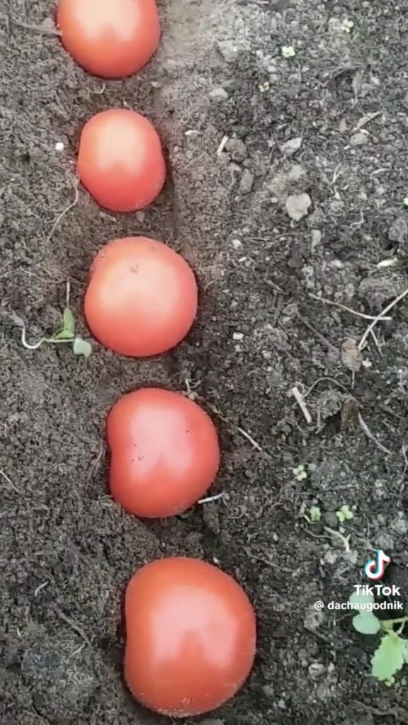 помидоры