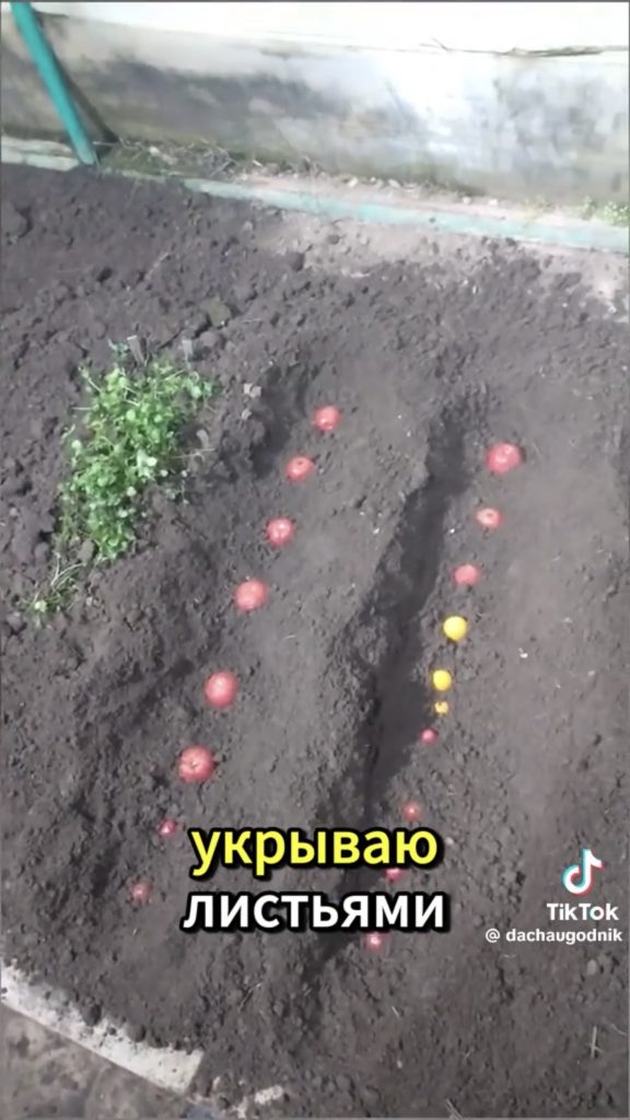 урожай