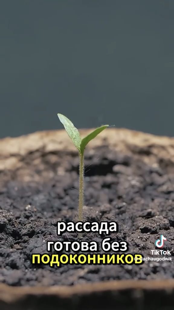 росток