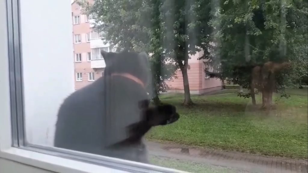 музыка