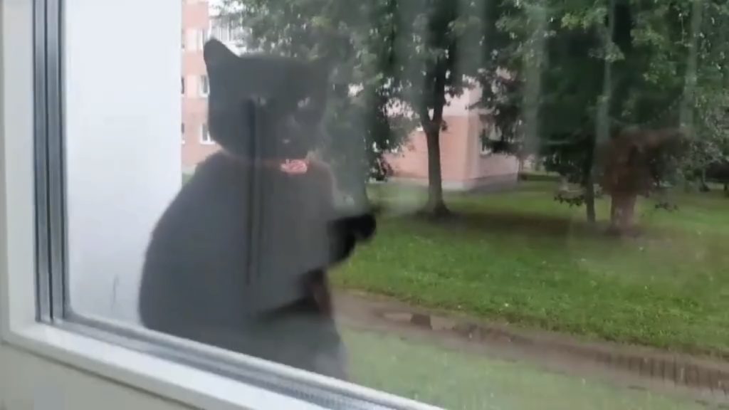 котенок