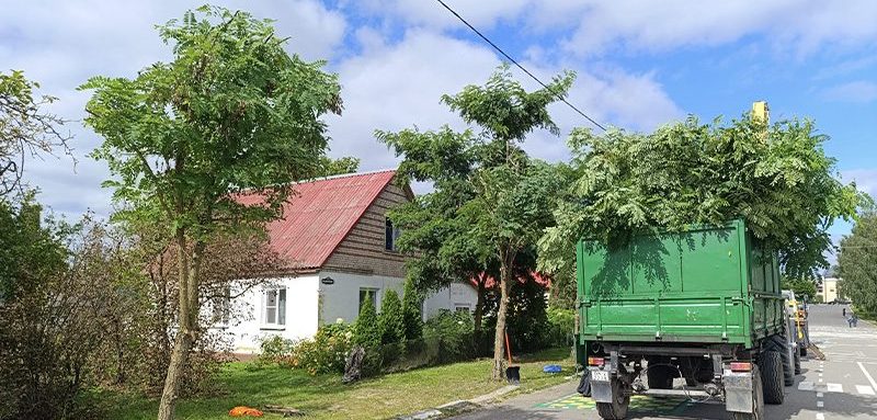А стало ли лучше? В Браславе жители улицы Стадионной попросили обрезать сортовые акации