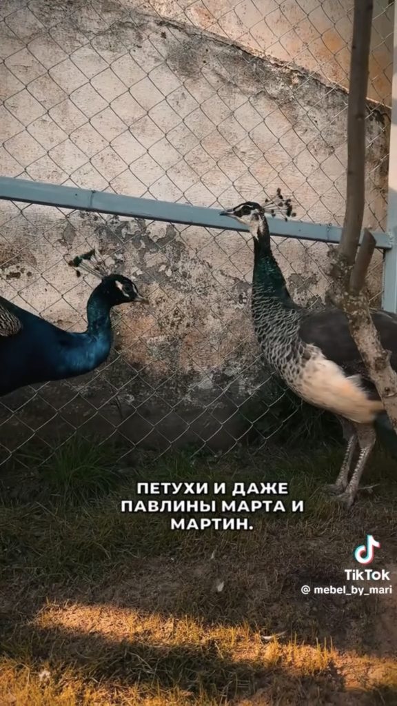 павлины