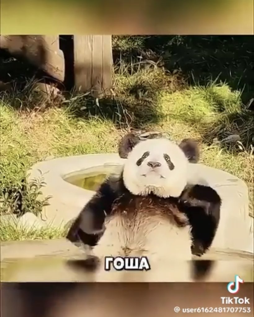панда из Китая