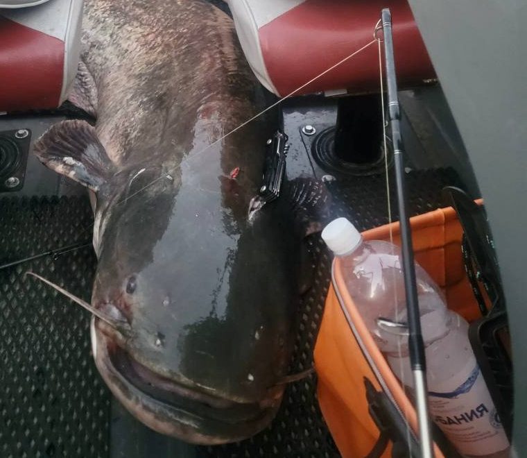 Сома весом 44 килограмма и длиной почти 2 метра поймал на Вилейском водохранилище местный рыбак