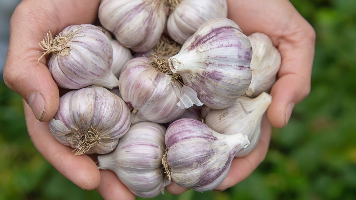 Когда лучше всего сажать озимый чеснок — советы Лунного календаря