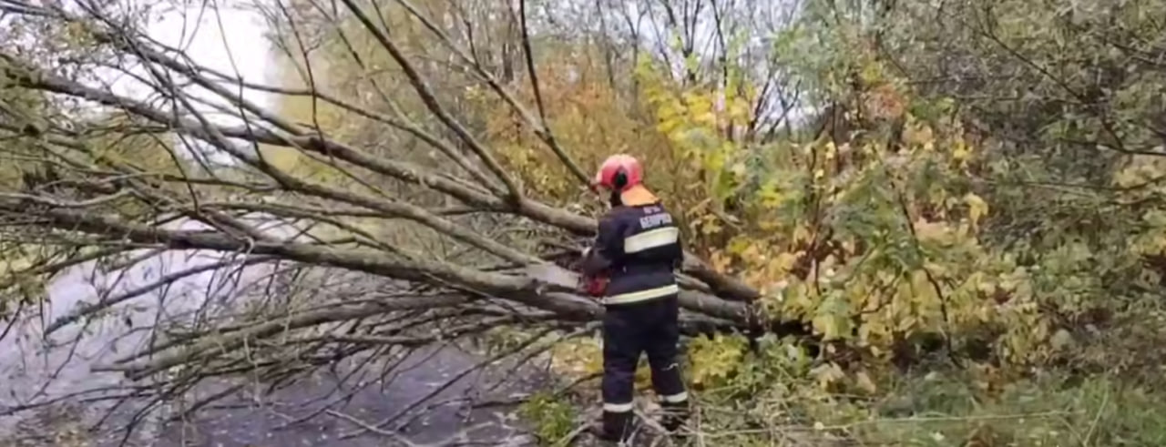 Порывистый ветер повредил крыши и повалил деревья. Какие районы пострадали