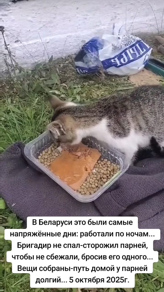 корм
