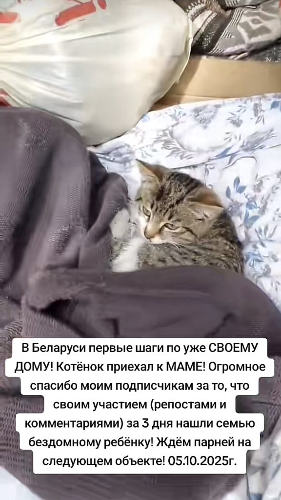 кот