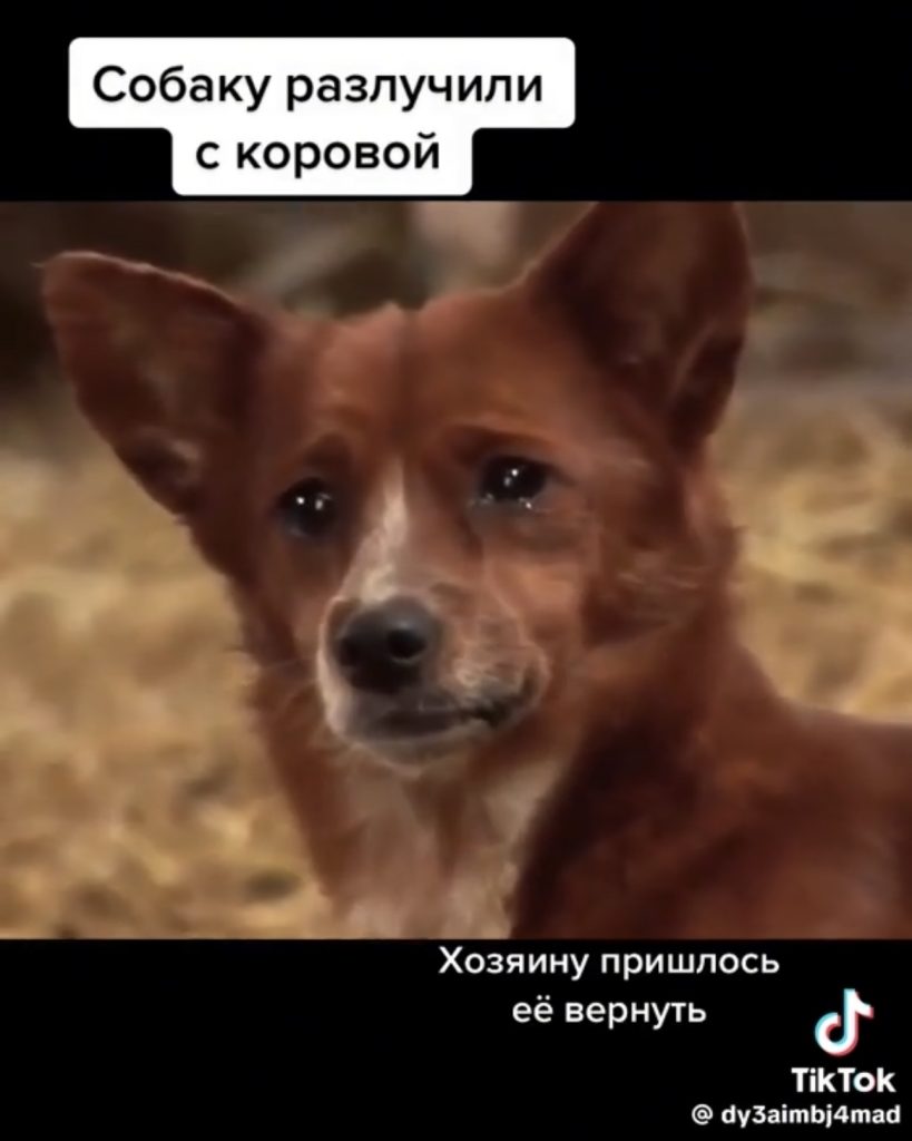 слезы