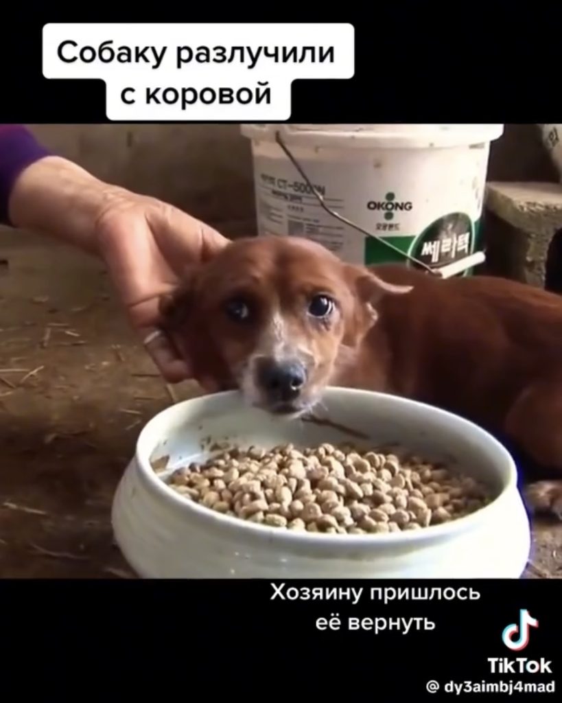 собака