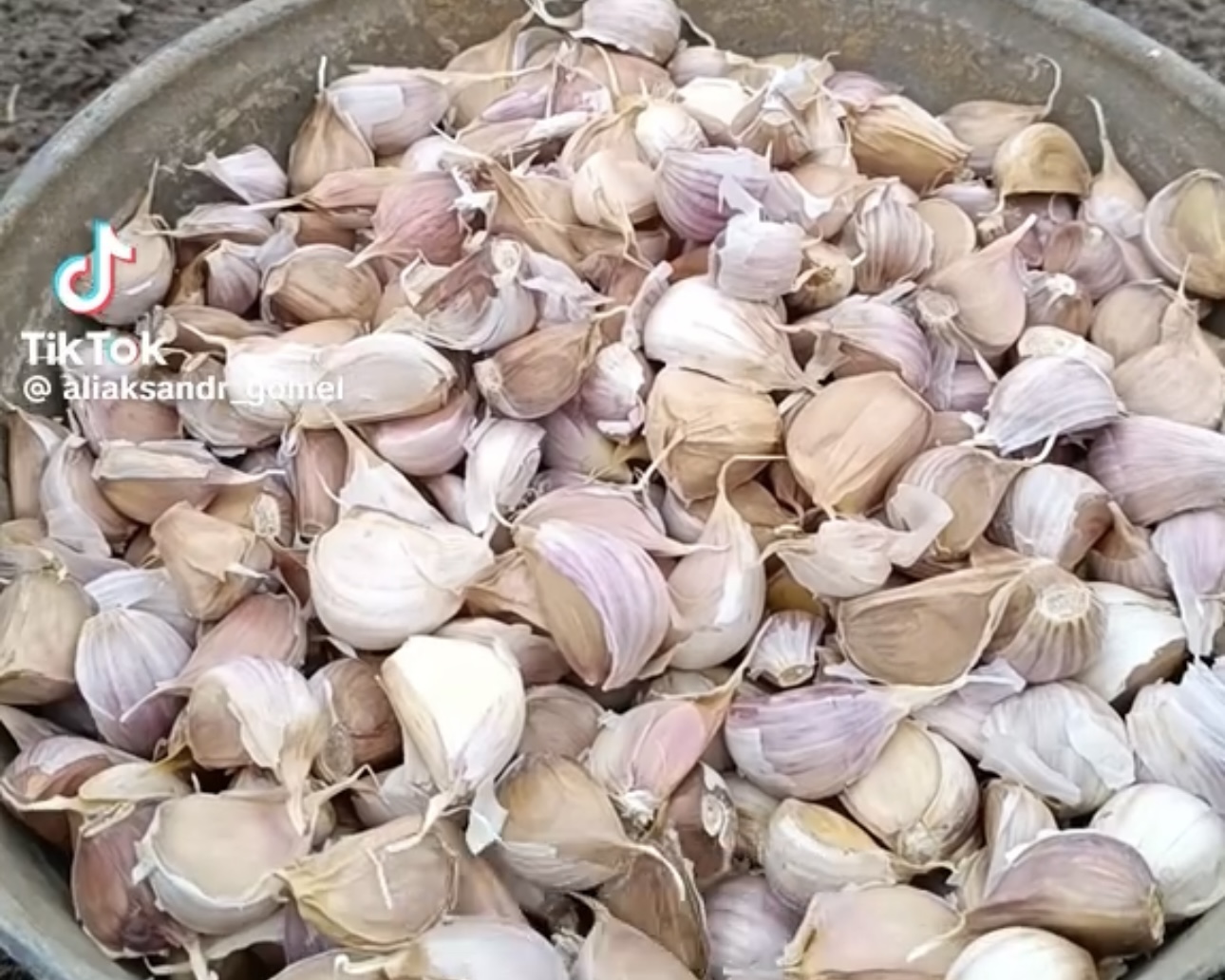 Как правильно посадить чеснок: тренды и споры из TikTok