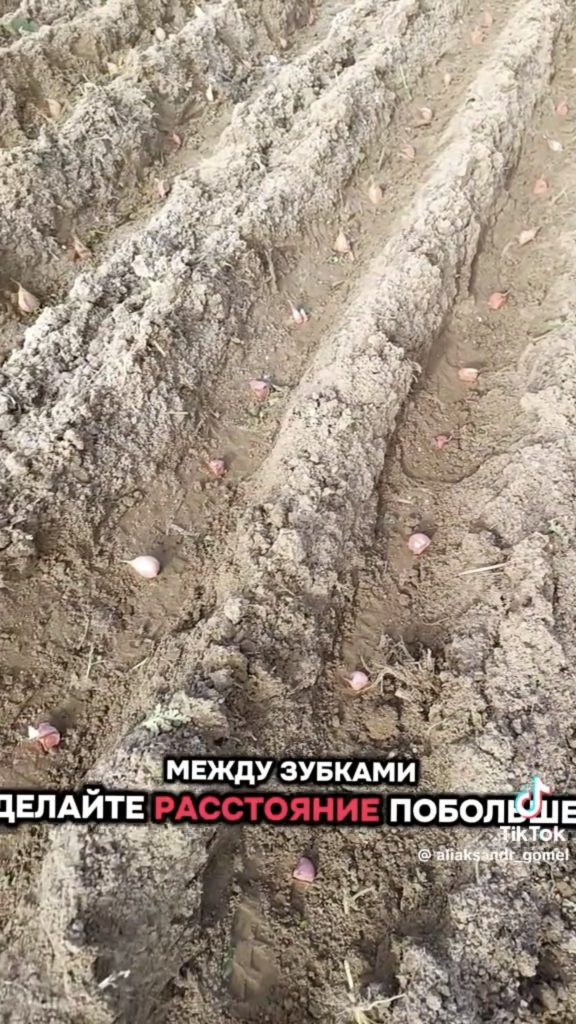 посадка чеснока