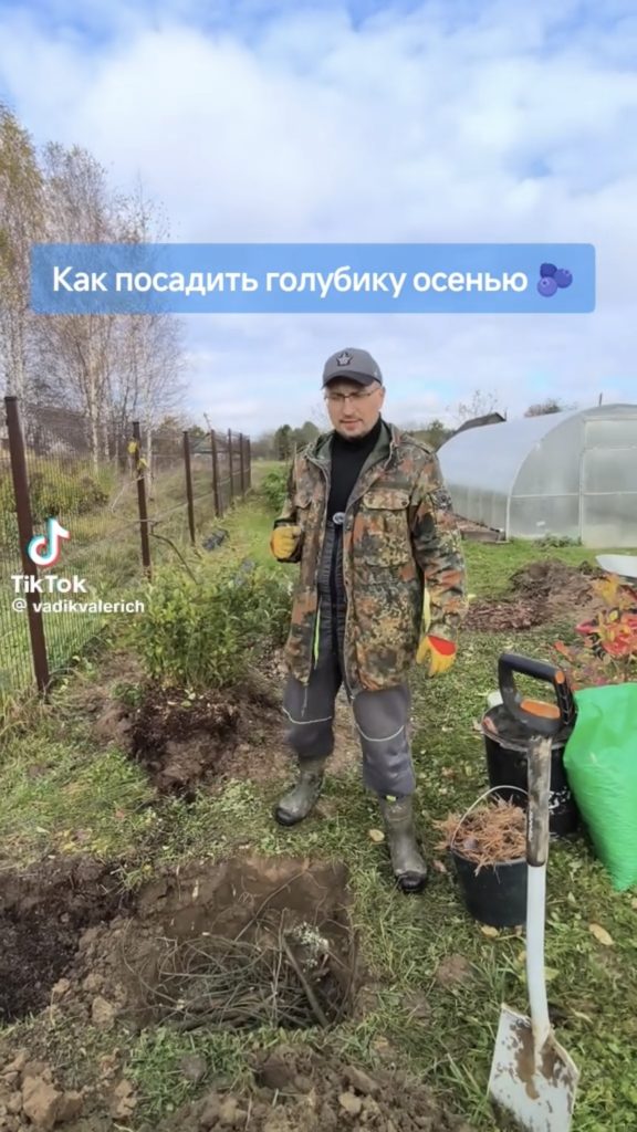 голубика