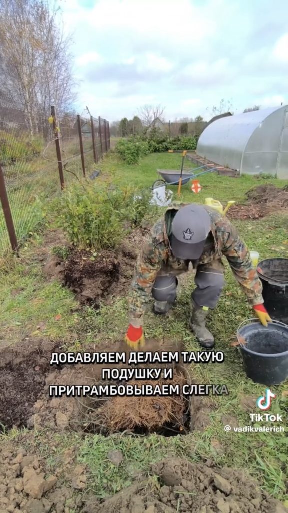 как вырастить голубику осенью