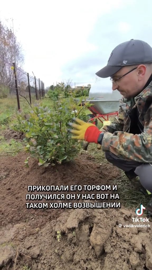 торф