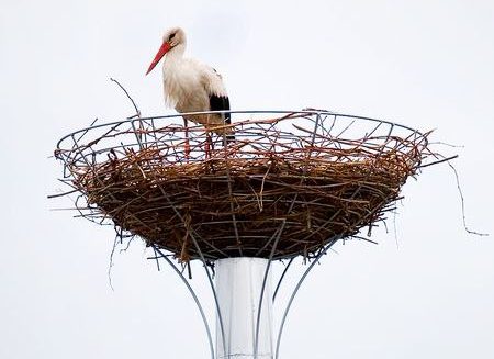 В Вилейке заменят основание гнезда аистов на въезде в город